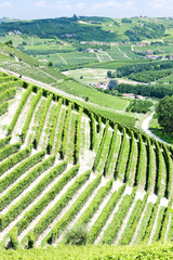 vineyars near Barbaresco, Piedmont, Italy