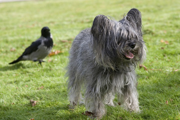 Puppy, Warszawa, Poland