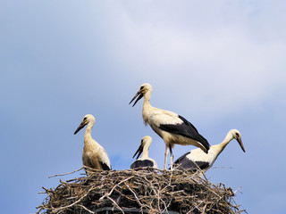 Storks in the nest, Poland