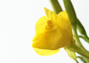 待宵草の蕾evening primrose