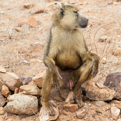 Baboon in Kenya