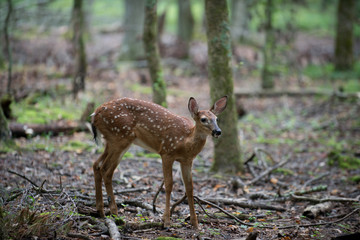 White-tailed deer fawn