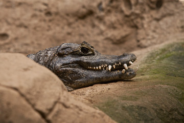crocodile