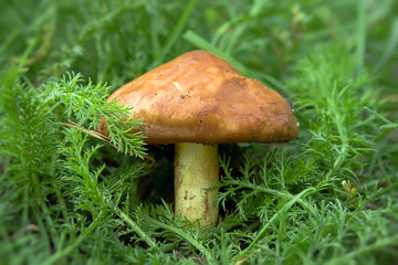 Mushroom in the grass