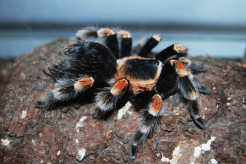 Tarantula - Brachypelma Smithi