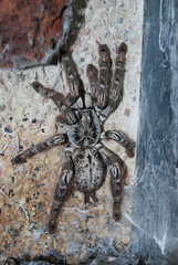 Tarantula - Heceroscodra maculata