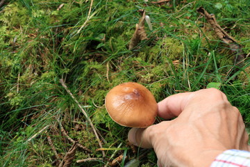 Hiker Piking Brown Mushroom in Forest