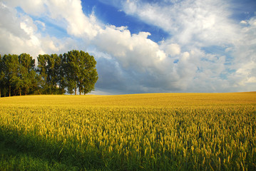 Natur pur