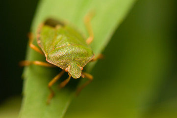 Palomena prasina