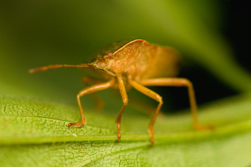 Palomena prasina