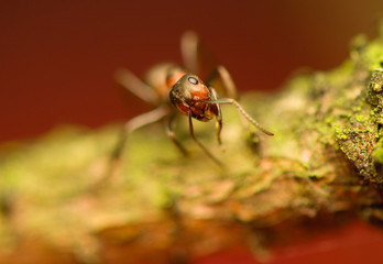 Ant - formica