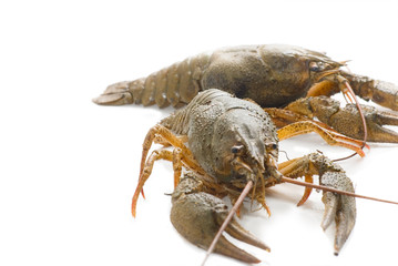 Lobsters isolated on white background