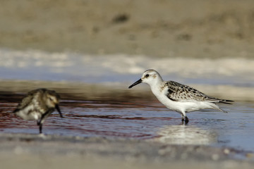 Sanderling - Calidris alba, Crete