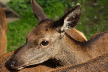 Rothirsch ( Cervus elaphus )