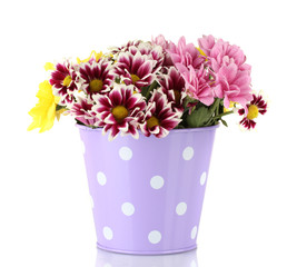 colorful chrysanthemums in violet bucket with white polka dot