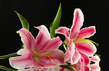 beautiful pink lily, on black background