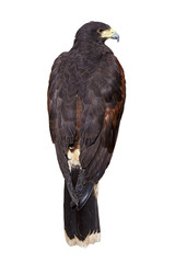 Majestic eagle seen from back isolated on white background