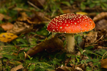Fly agaric, Amanita muscaria
