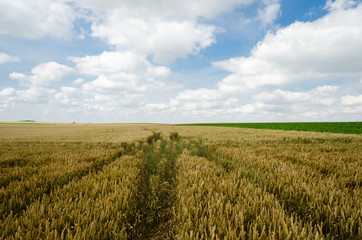 Agriculture - Gembloux - Belgium