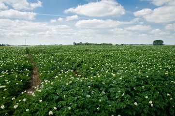 agriculture - potato field - Belgium