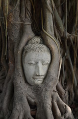 Buddha head encased in tree roots at the temple of Wat Mahatat