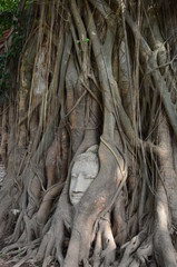 Buddha head encased in tree roots at the temple of Wat Mahatat