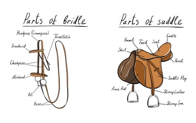 saddle-bridle