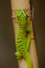 Madagaskar-Taggecko (Phelsuma madagascariensis)