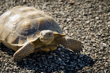 Joshua Tree National Park - Turtoise