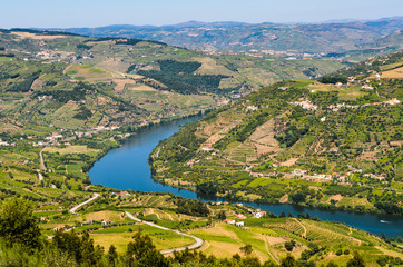 Vineyards on the banks of Douro, Portugal