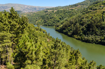 Forests on the banks of Douro river, Resende region, Portugal