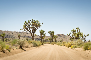 Fototapeta premium Joshua Tree National Park
