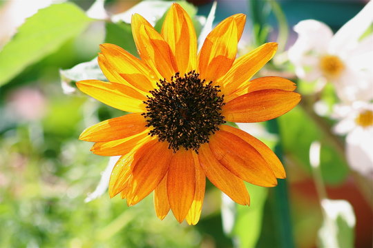 yellow sunflower