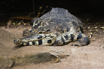 Crocodile resting
