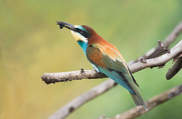 European Bee-eater or Merops apiaster