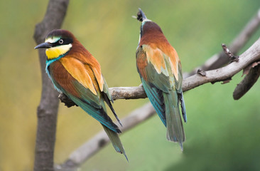 European Bee-eaters on branch