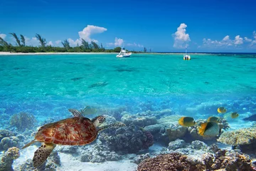 Foto auf Acrylglas Mexiko Karibische Meereslandschaft mit grüner Schildkröte in Mexiko