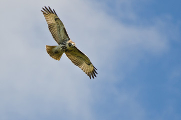 Immature Red Tailed Hawk Flying In a Blue Sky