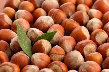 tasty  hazelnuts with leaves, close up