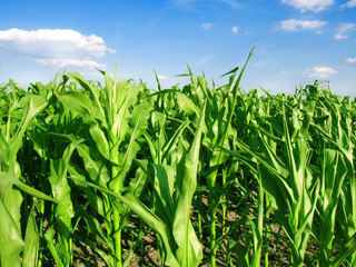 Corn Field