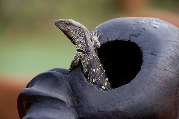 Gecko comes out of artwork