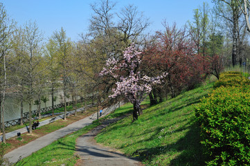 Parc on the high side of river Po in Turin