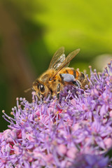 Honey bee collecting blossom dust from a flower