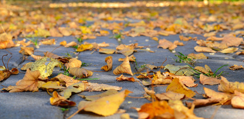 Autumn natural baskground, tree, grass, footpath
