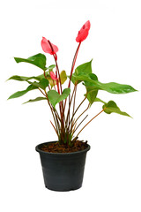 Anthurium flowers  isolated on white background