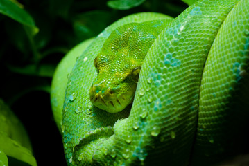 green tree python