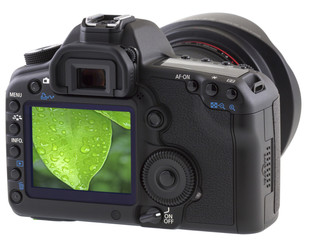 feuille de ficus sur appareil photo
