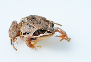 Brown frog