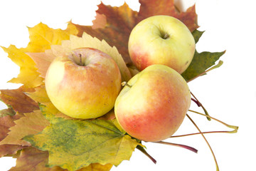 Ripe apples on autumn leaves