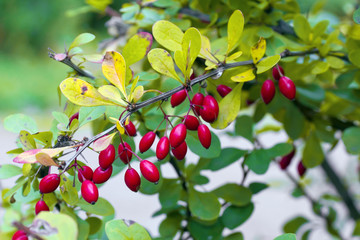 red berries of barberry